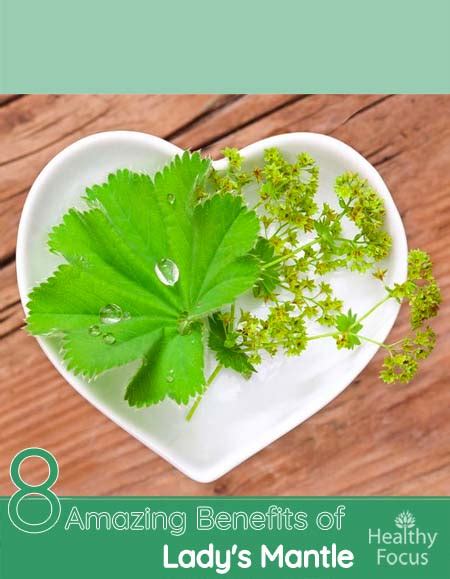 8 Amazing Benefits of Lady's Mantle .